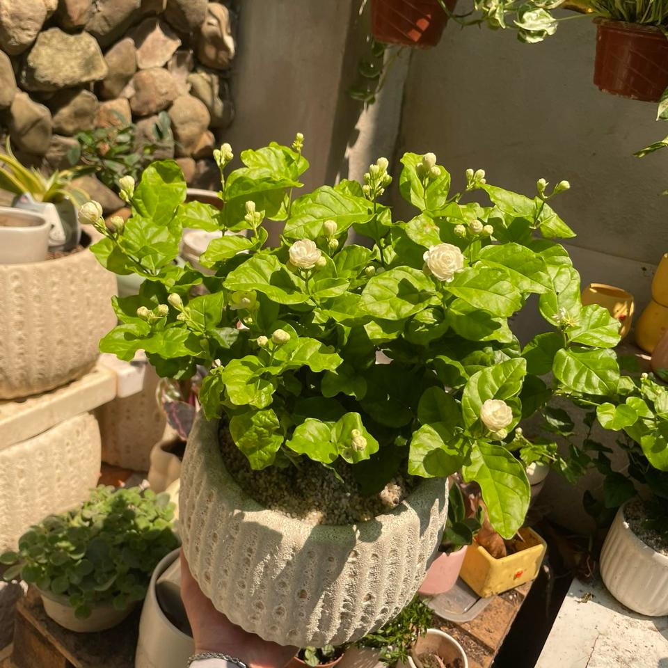 Nhài Atlantic bí ngô size M-duoc-ban-tai-Zerõ Garden - Sống Xanh Sống An Lành