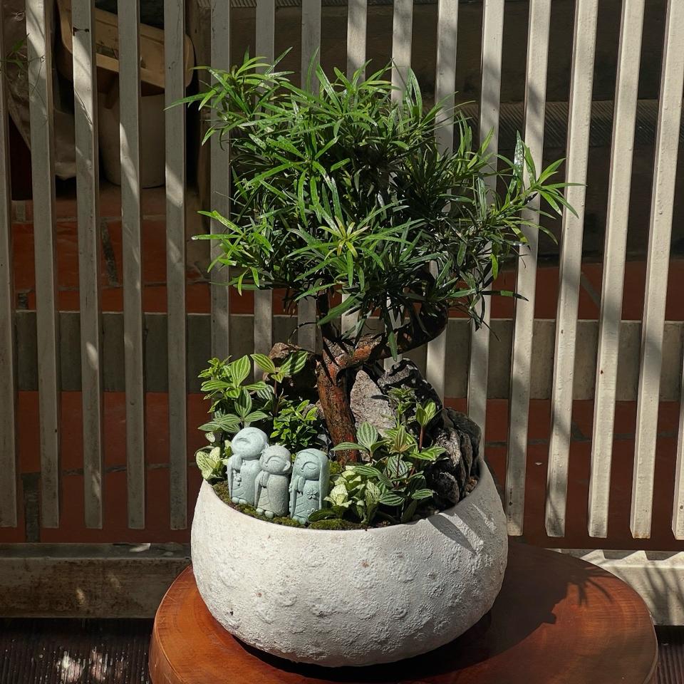 TC Tùng la hán Atlantic hạt dẻ size L-duoc-ban-tai-Zerõ Garden - Sống Xanh Sống An Lành