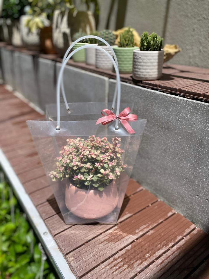 Dolla hồng-duoc-ban-tai-Zerõ Garden - Sống Xanh Sống An Lành