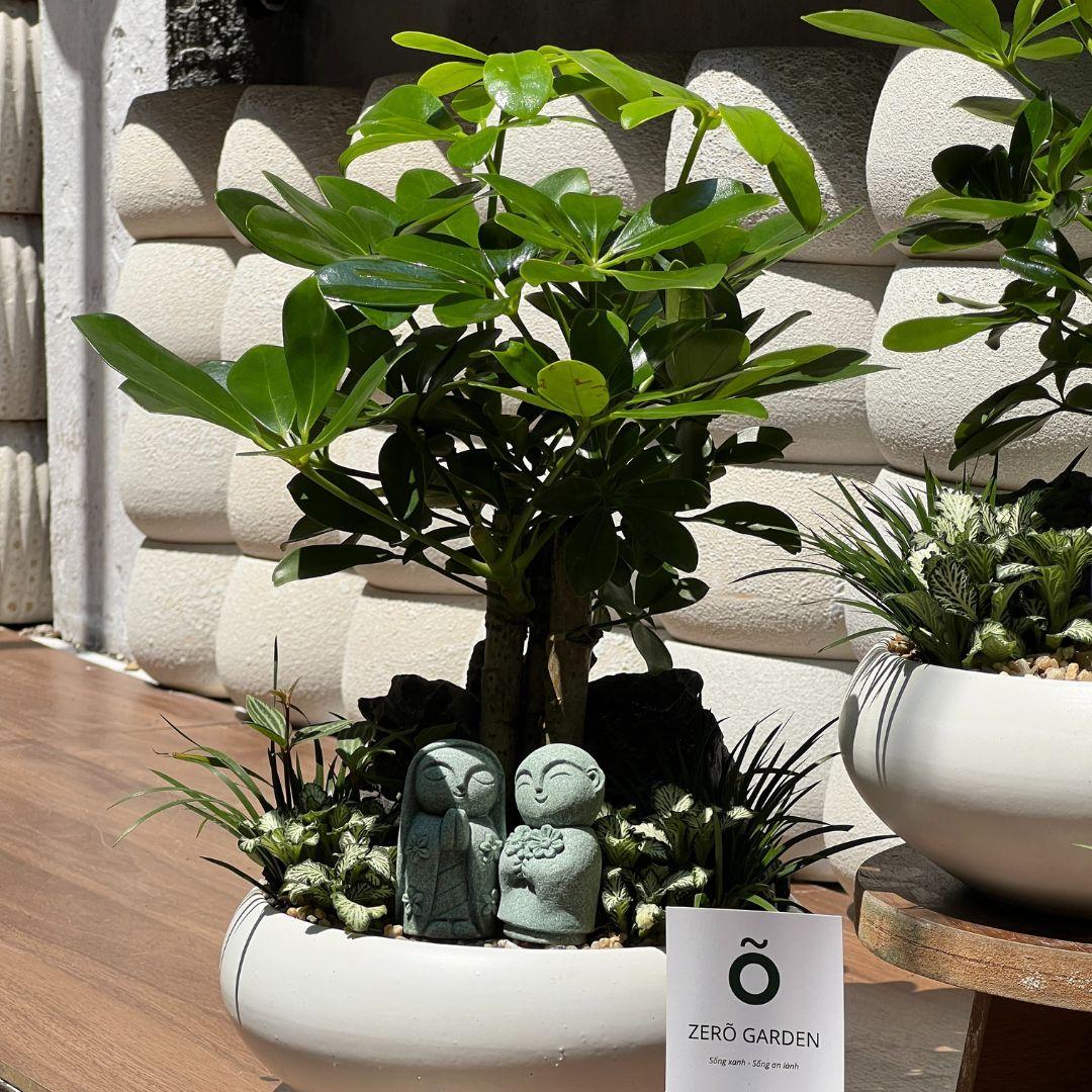 Ngũ Gia Bì Mochi Size M-duoc-ban-tai-Zerõ Garden - Sống Xanh Sống An Lành