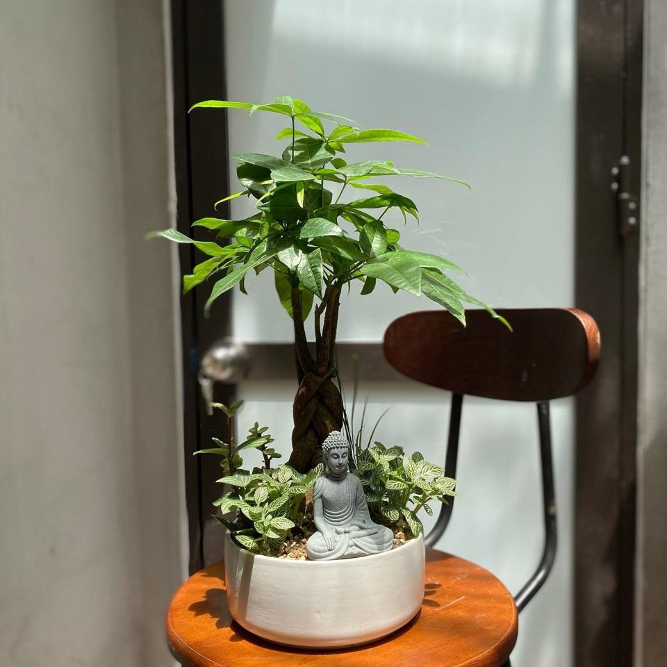 Kim ngân trụ bẹt size L -duoc-ban-tai-Zerõ Garden - Sống Xanh Sống An Lành