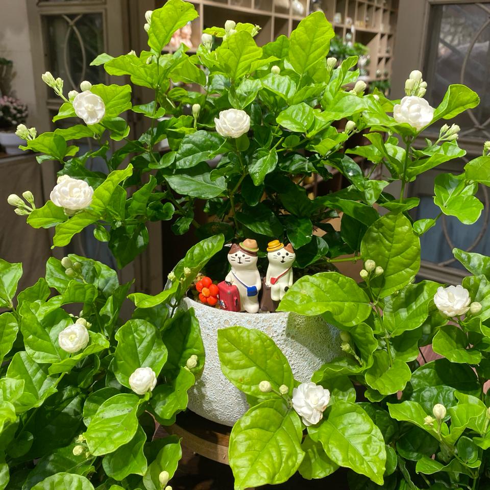 Nhài gift-duoc-ban-tai-Zerõ Garden - Sống Xanh Sống An Lành