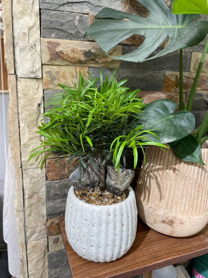 Tùng la hán Atlantic bí ngô 13cm-duoc-ban-tai-Zerõ Garden - Sống Xanh Sống An Lành