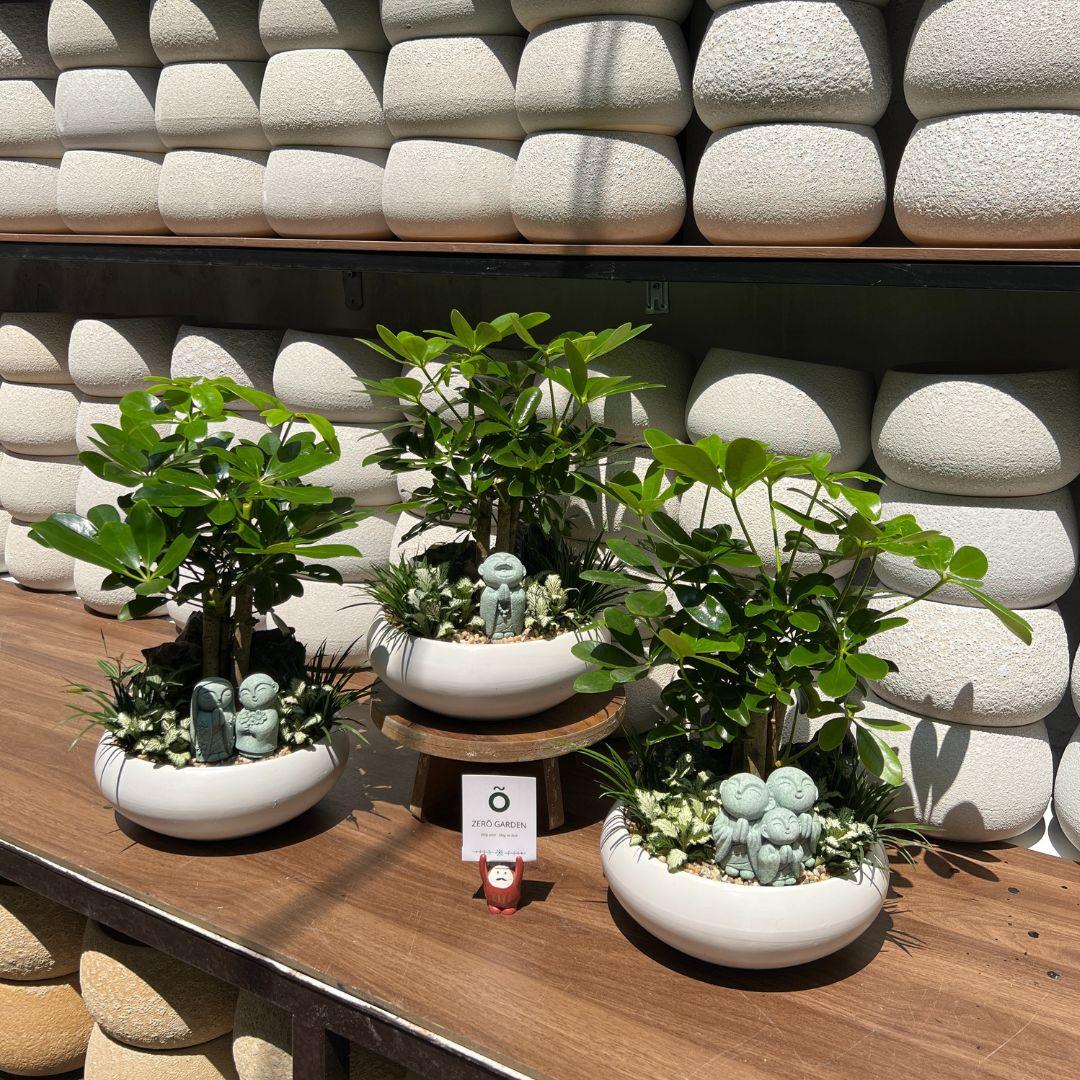 Ngũ Gia Bì Mochi Size M-duoc-ban-tai-Zerõ Garden - Sống Xanh Sống An Lành