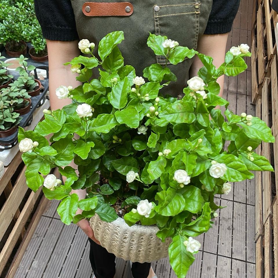 Nhài Atlantic bí ngô Bigsize-duoc-ban-tai-Zerõ Garden - Sống Xanh Sống An Lành