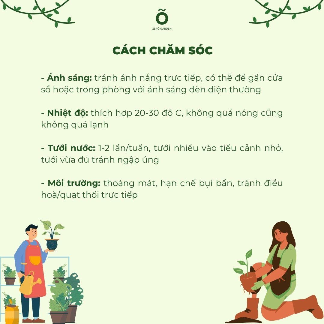 Tùng La Hán Mochi Size M-duoc-ban-tai-Zerõ Garden - Sống Xanh Sống An Lành