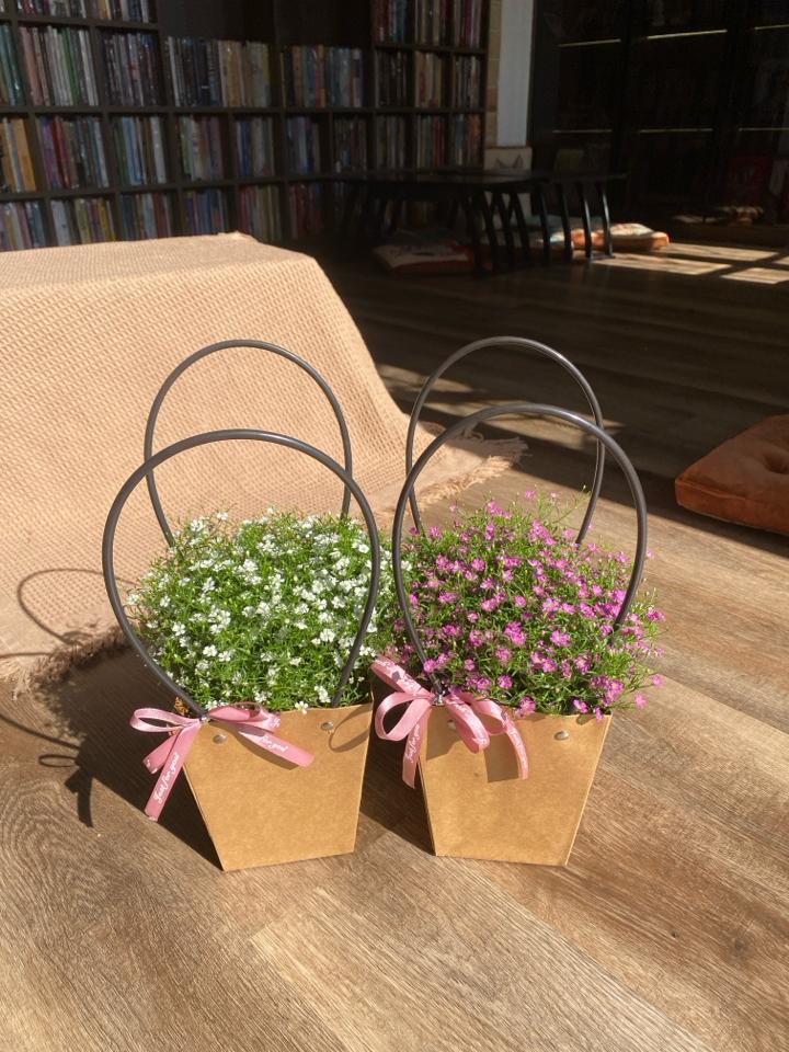 Baby hồng -duoc-ban-tai-Zerõ Garden - Sống Xanh Sống An Lành