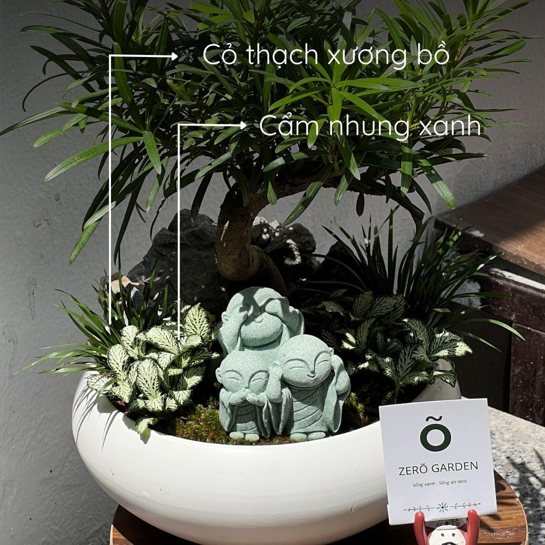 Tùng La Hán Mochi Size M-duoc-ban-tai-Zerõ Garden - Sống Xanh Sống An Lành
