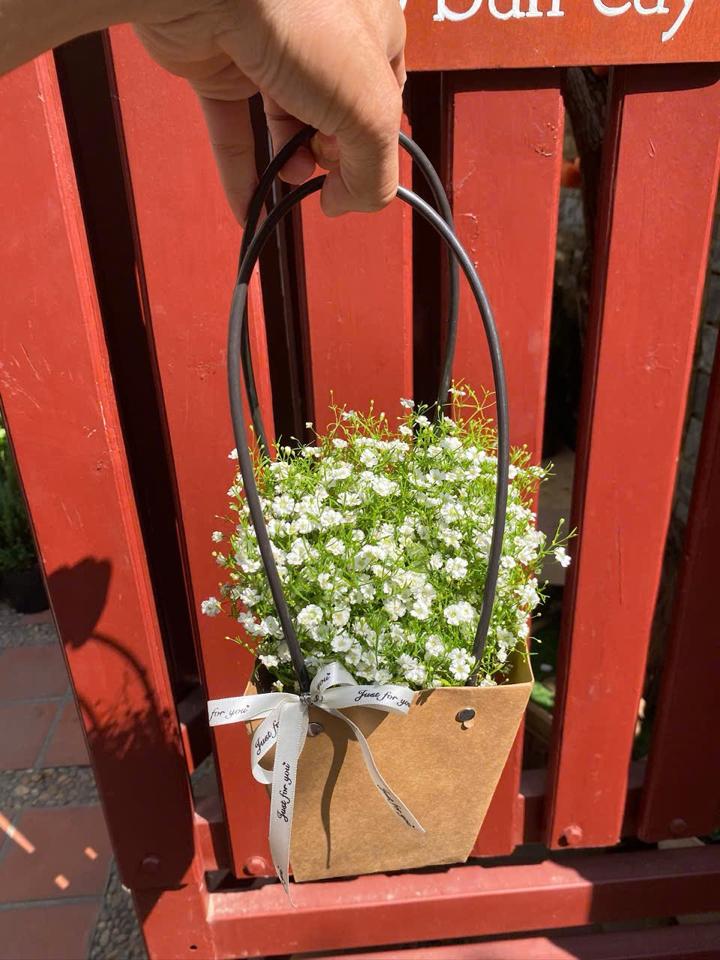 Baby trắng-duoc-ban-tai-Zerõ Garden - Sống Xanh Sống An Lành