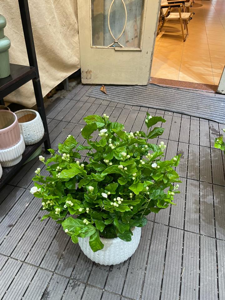 Nhài Atlantic bí ngô-duoc-ban-tai-Zerõ Garden - Sống Xanh Sống An Lành