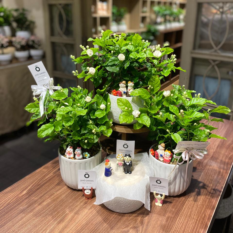 Nhài gift-duoc-ban-tai-Zerõ Garden - Sống Xanh Sống An Lành