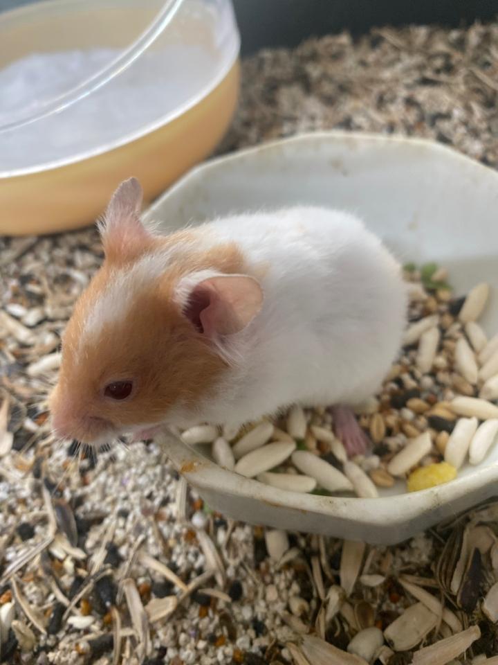 Bear thường lông sát-duoc-ban-tai-Gạo Pet Shop