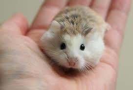 Hamster Robo-duoc-ban-tai-Gạo Pet Shop