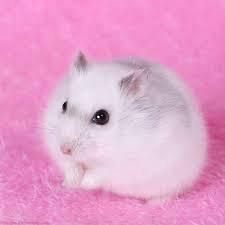 Hamster Winter White-duoc-ban-tai-Gạo Pet Shop