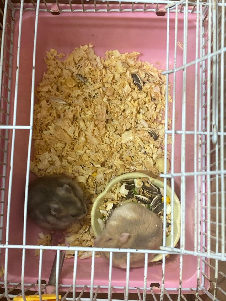 Dịch vụ giữ hamster (ngày) -duoc-ban-tai-Gạo Pet Shop