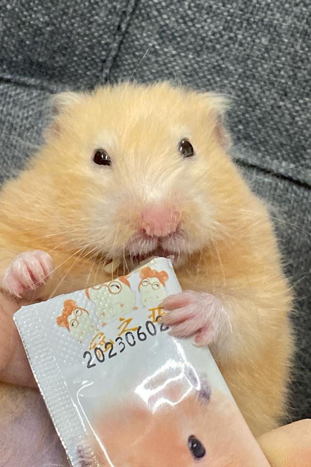 Hamster Bear Xù lai tạng-duoc-ban-tai-Gạo Pet Shop