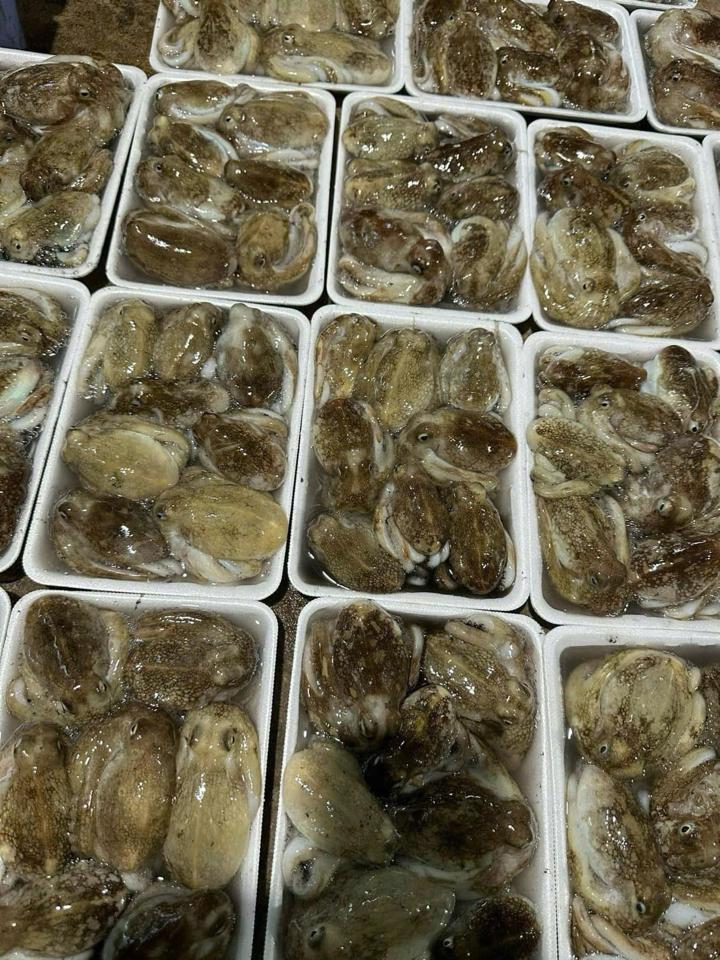 Tuộc câu con cóc-duoc-ban-tai-Trang Anh Food