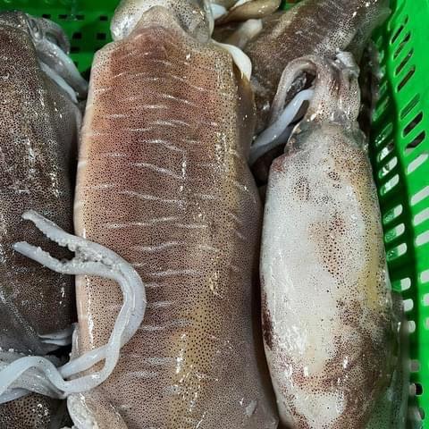 Mực lá size 300-500g/con-duoc-ban-tai-Trang Anh Food