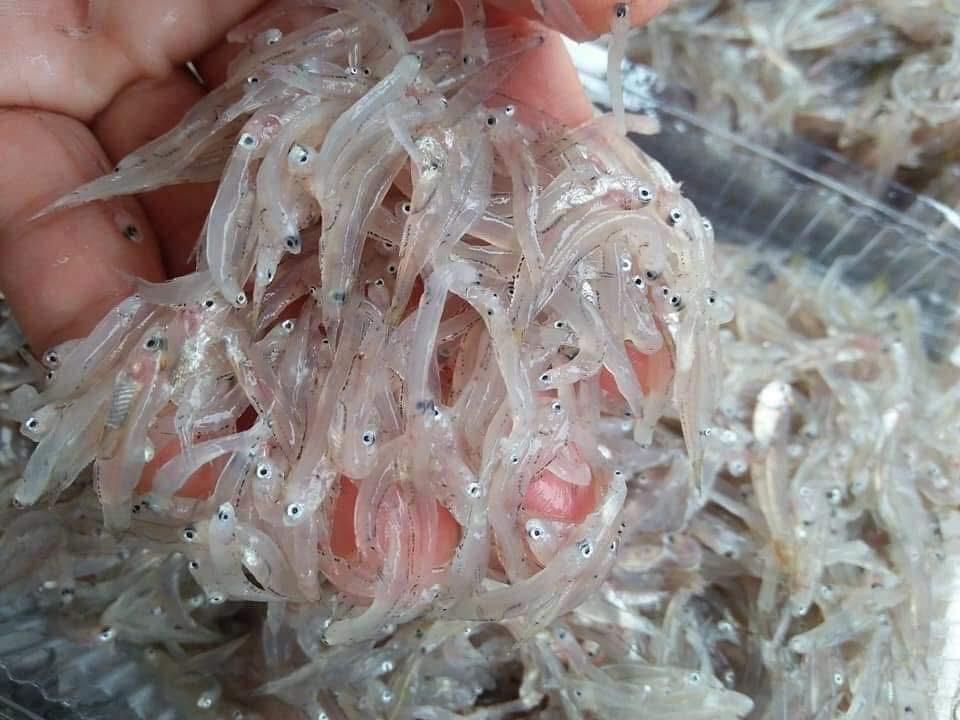 Cá mờm cơm-duoc-ban-tai-Trang Anh Food