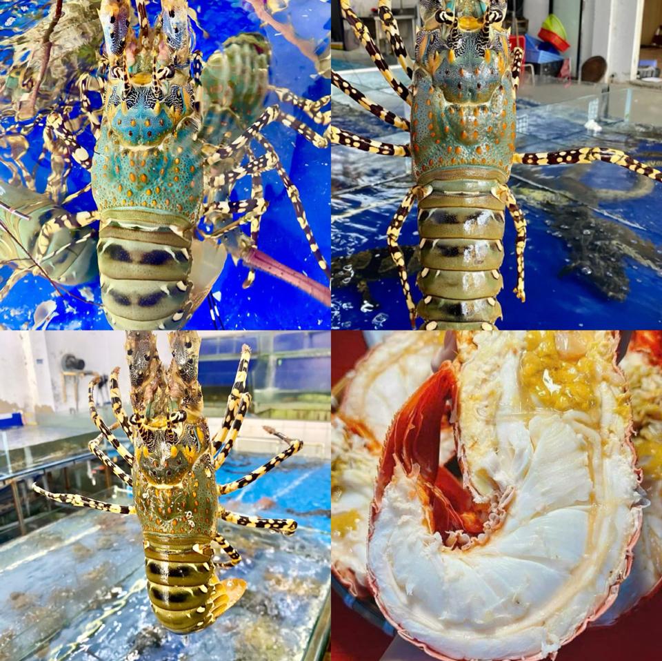 Tôm hùm bông(hấp,nướng phomai,bơ tỏi….-duoc-ban-tai-YẾN HẢI SẢN 292 ĐẠI LỘ TÂN TRÀO-TUYÊN QUANG