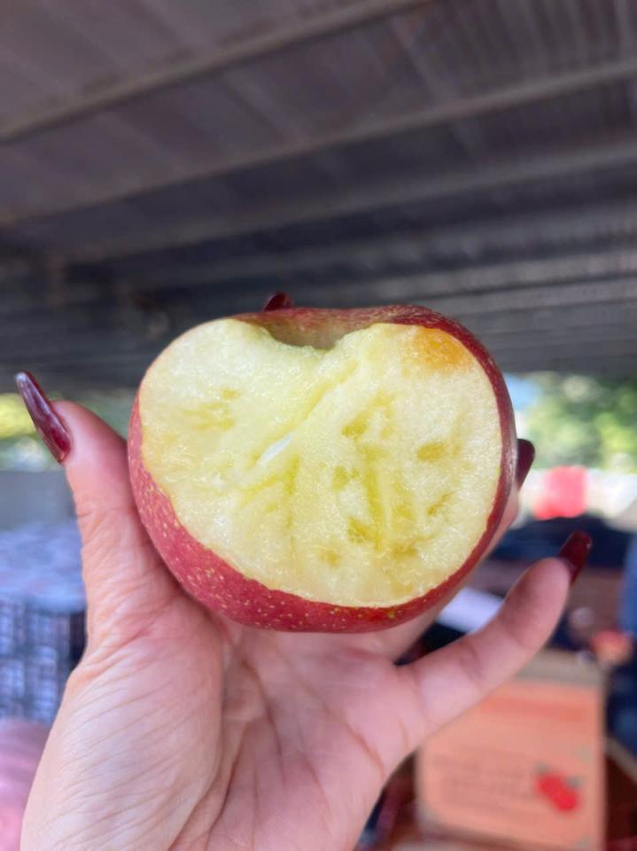 Táo dây (táo  đá  giấy )-duoc-ban-tai-KHO SỈ  LÂM ANH