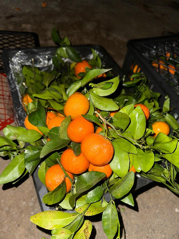Quýt siêu ngọt -duoc-ban-tai-KHO SỈ  LÂM ANH