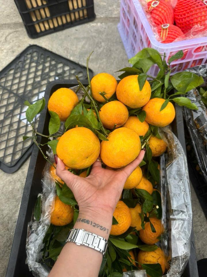 Quýt  Úc cành lá -duoc-ban-tai-KHO SỈ  LÂM ANH