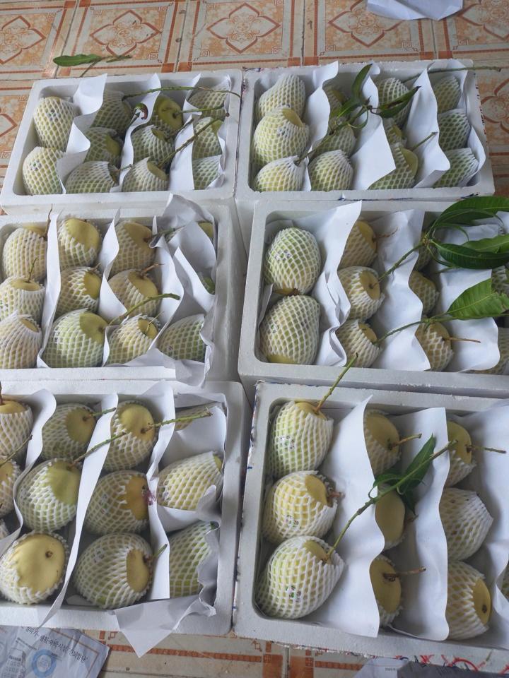 Xoài  tứ  quý VIP siêu thị-duoc-ban-tai-KHO SỈ  LÂM ANH