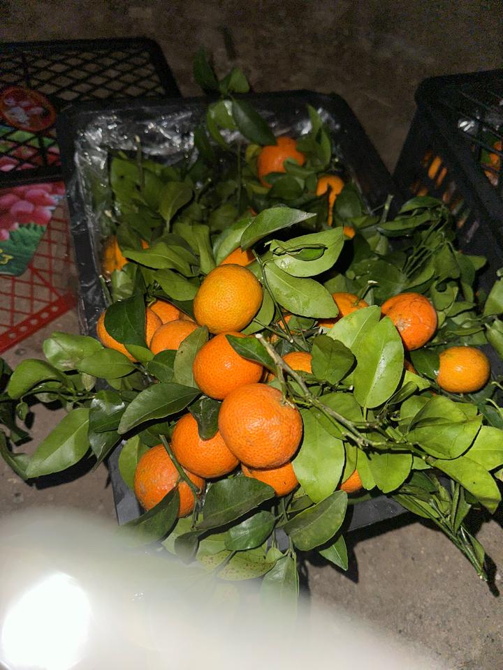 Quýt siêu ngọt -duoc-ban-tai-KHO SỈ  LÂM ANH