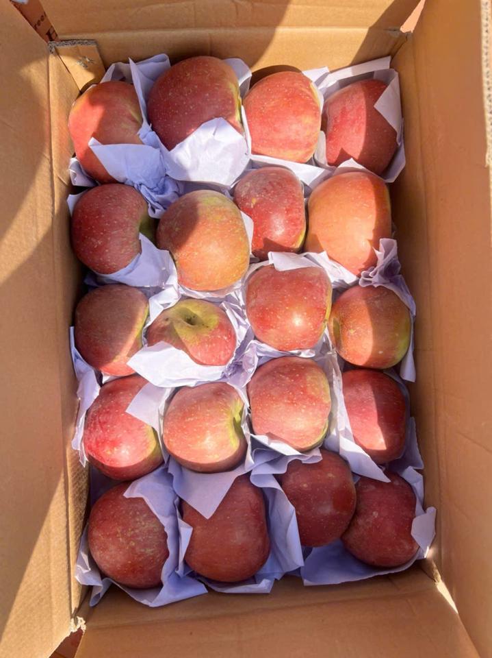 Táo dây (táo  đá  giấy )-duoc-ban-tai-KHO SỈ  LÂM ANH