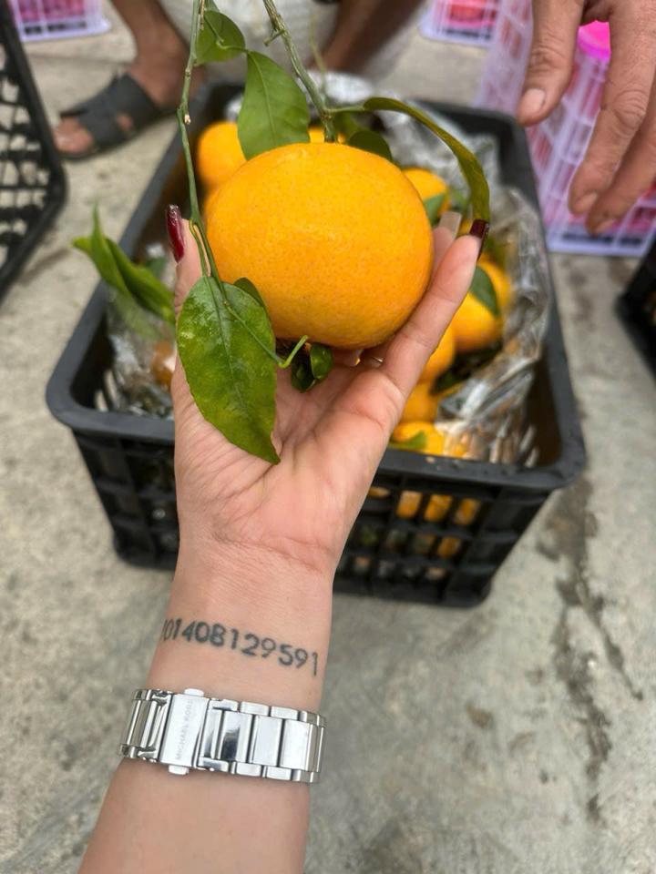 Quýt  Úc cành lá -duoc-ban-tai-KHO SỈ  LÂM ANH