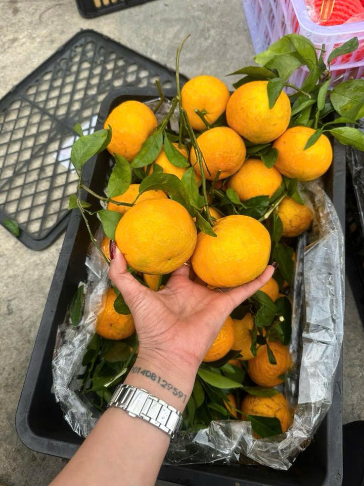 Quýt  Úc cành lá -duoc-ban-tai-KHO SỈ  LÂM ANH