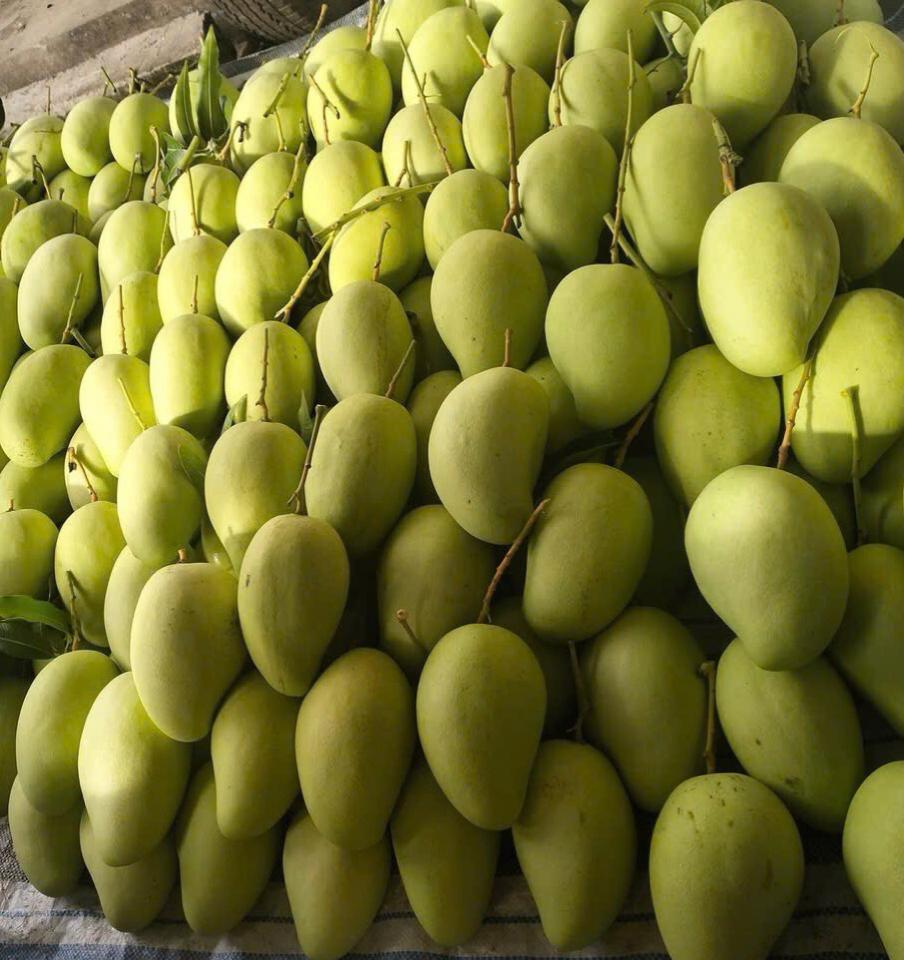 Xoài  tứ  quý VIP siêu thị-duoc-ban-tai-KHO SỈ  LÂM ANH