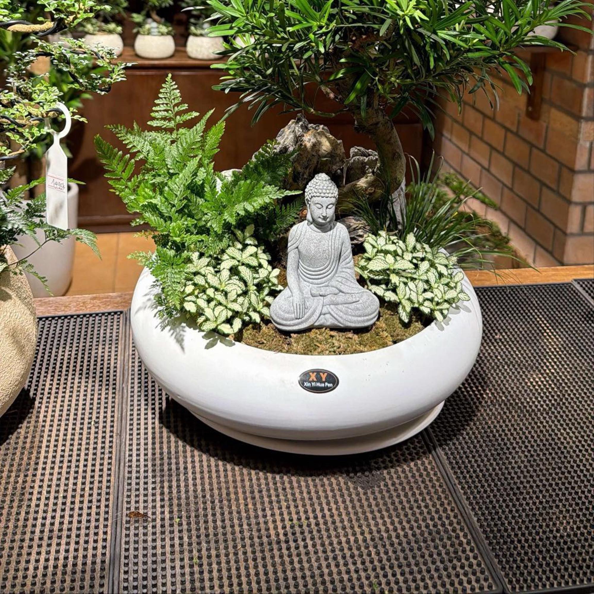 Tùng la hán chậu ovan đĩa dẹt-duoc-ban-tai-ZERÕ GARDEN VIET NAM