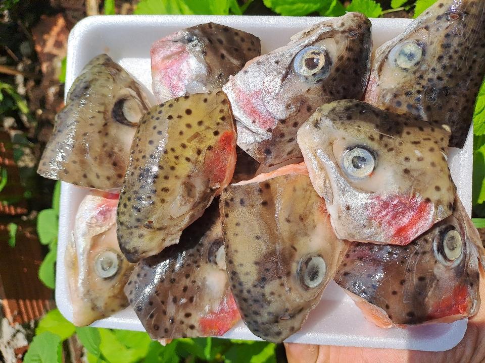 Đầu cá hồi -duoc-ban-tai-Cá hồi