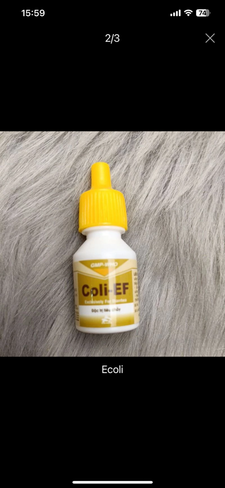 Coli Ef -duoc-ban-tai-Thỏ Mập Farm