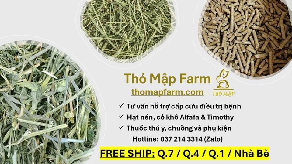 Dịch vụ chăm sóc đặc biệt-duoc-ban-tai-Thỏ Mập Farm