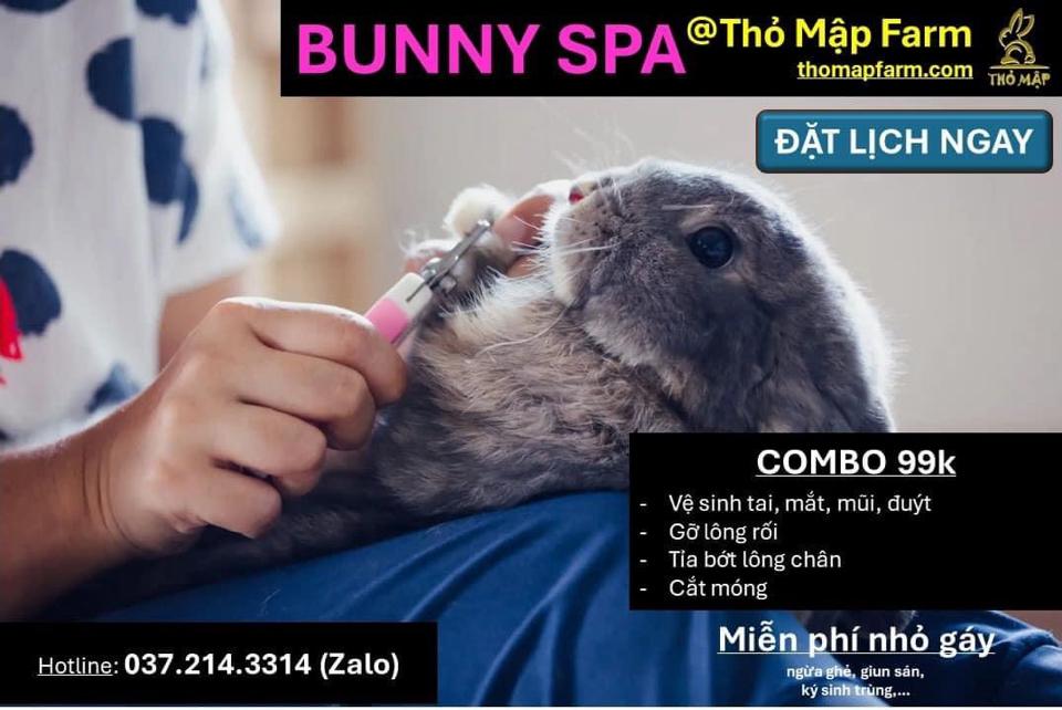 Dịch vụ spa-duoc-ban-tai-Thỏ Mập Farm