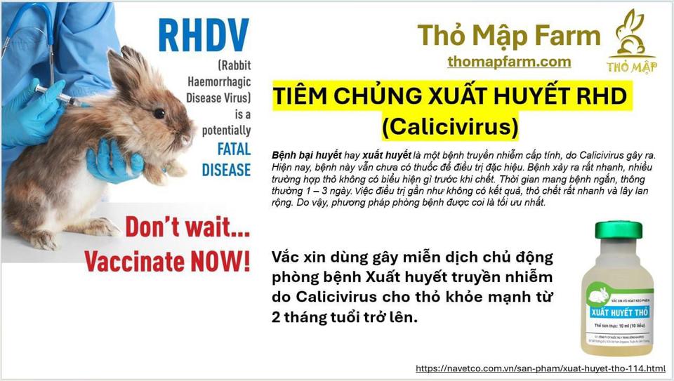 Tiêm bại huyết-duoc-ban-tai-Thỏ Mập Farm