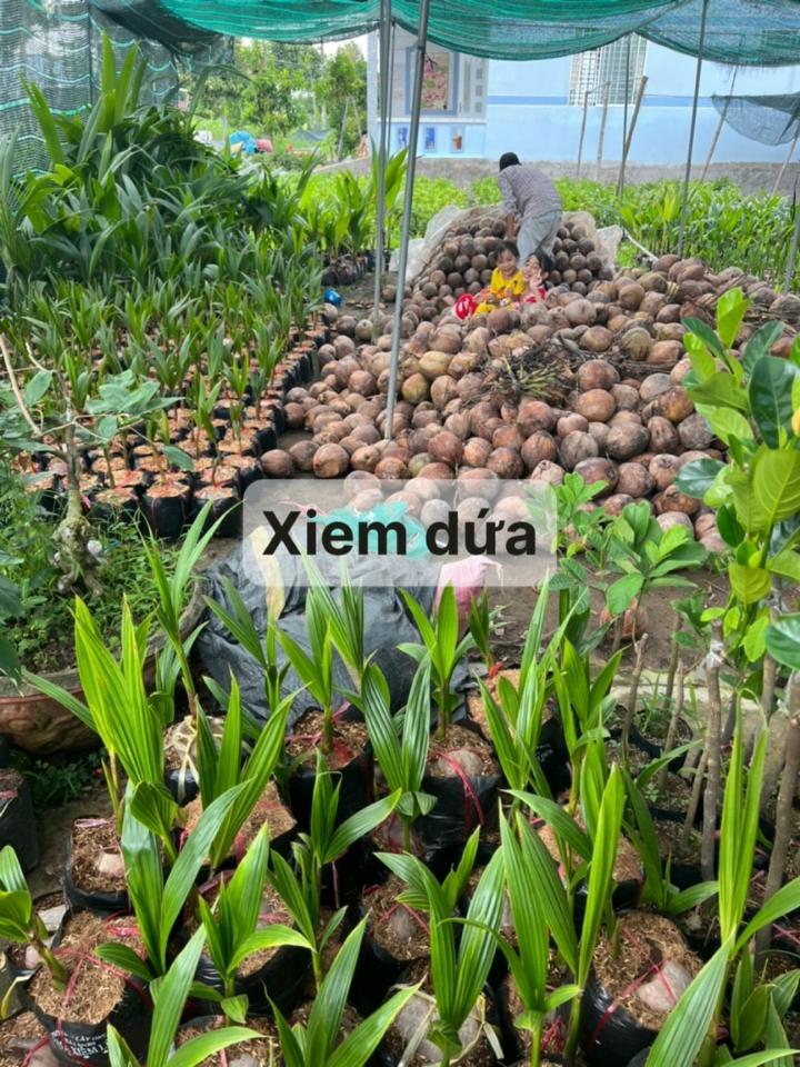 Cây Dừa dứa-duoc-ban-tai-Vi tính- Âm Thanh- Camera - Đèn NLMT Gia Phát