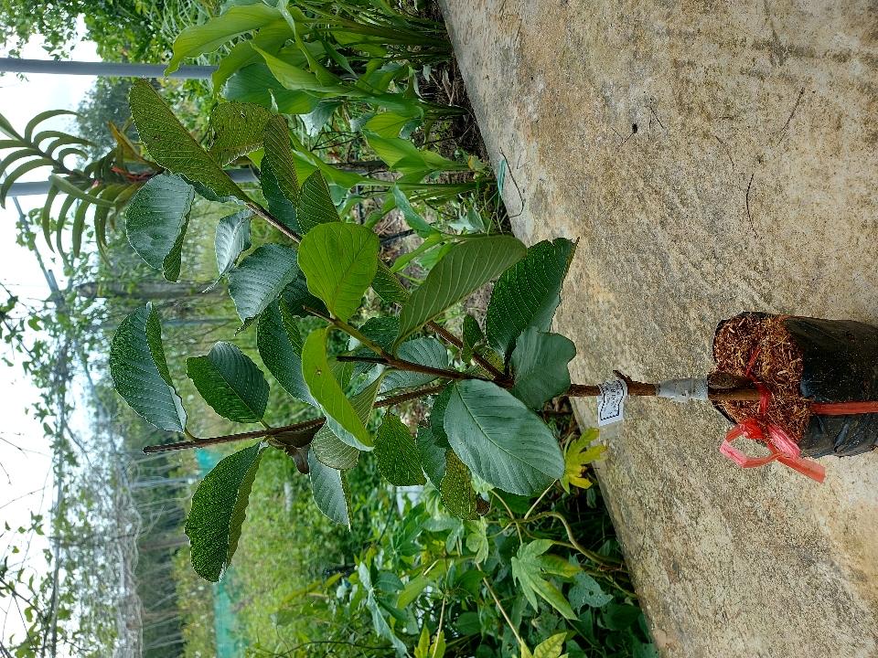 Cây Ổi Ruby-duoc-ban-tai-Vi tính- Âm Thanh- Camera - Đèn NLMT Gia Phát