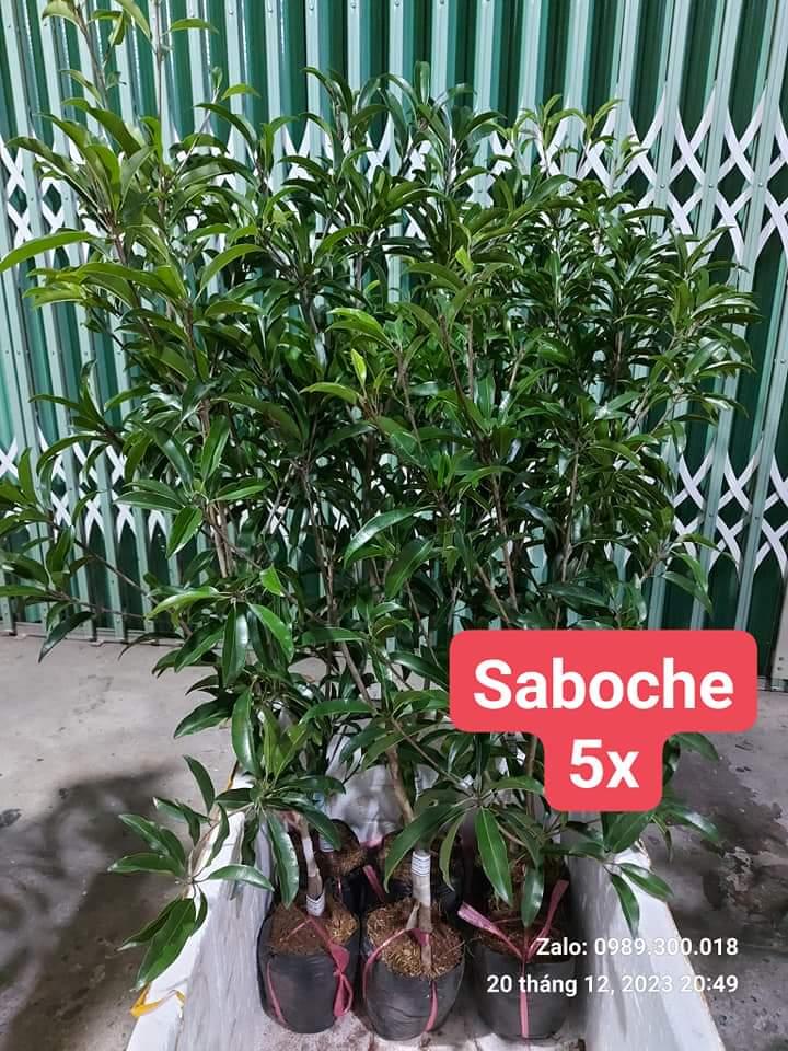 Saboche Mehico-duoc-ban-tai-Vi tính- Âm Thanh- Camera - Đèn NLMT Gia Phát