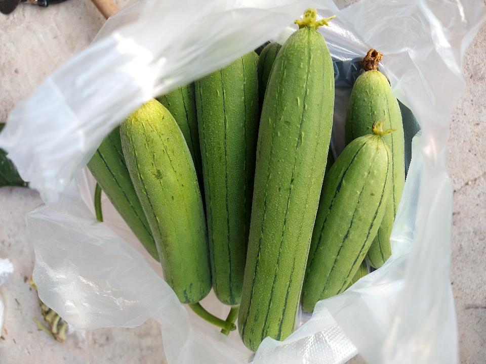 Mướp hương-duoc-ban-tai-Vi tính- Âm Thanh- Camera - Đèn NLMT Gia Phát