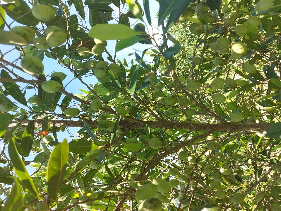 Trái Cà na thái-duoc-ban-tai-Vi tính- Âm Thanh- Camera - Đèn NLMT Gia Phát