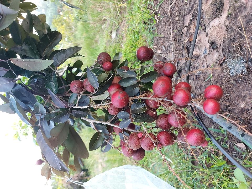 Trái Long nhãn tím-duoc-ban-tai-Vi tính- Âm Thanh- Camera - Đèn NLMT Gia Phát