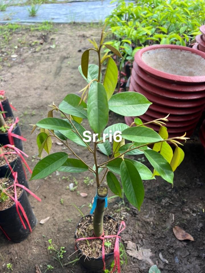 Sầu riêng Ri6 P7 2P3-duoc-ban-tai-Vi tính- Âm Thanh- Camera - Đèn NLMT Gia Phát