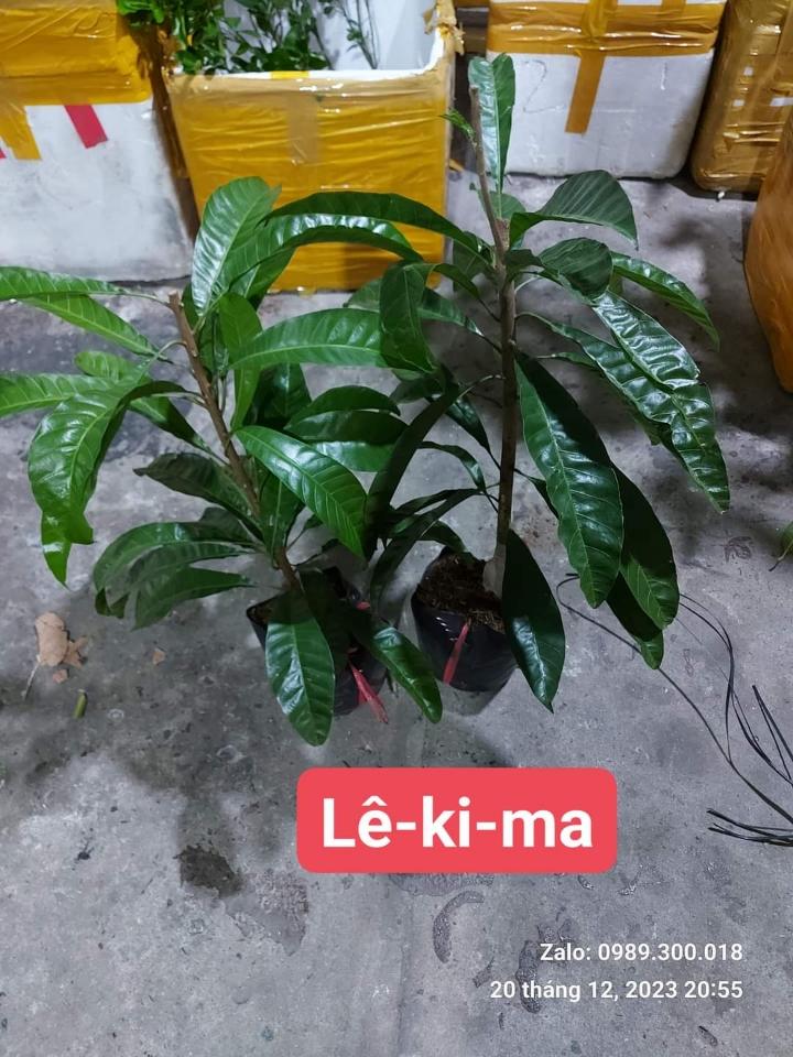 Lê-ki-ma Thái-duoc-ban-tai-Vi tính- Âm Thanh- Camera - Đèn NLMT Gia Phát