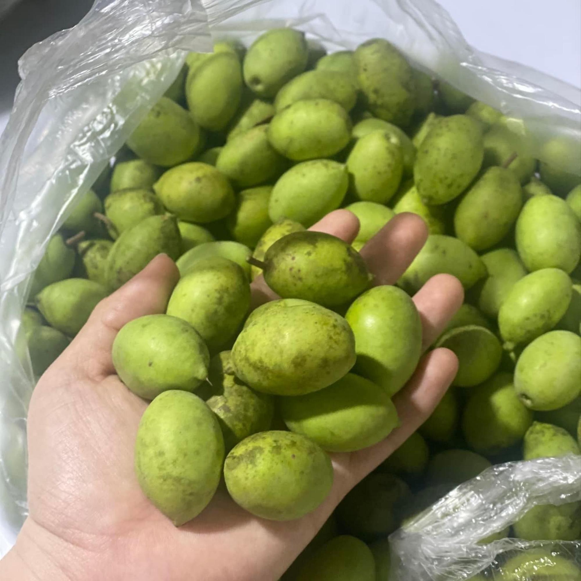 Trái Cà na thái-duoc-ban-tai-Vi tính- Âm Thanh- Camera - Đèn NLMT Gia Phát