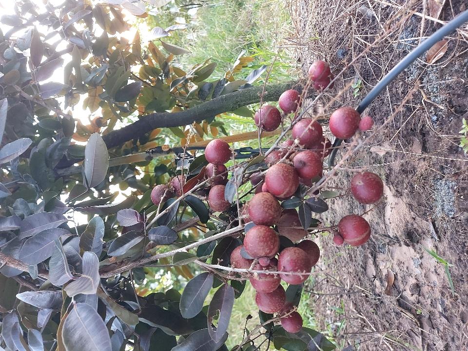 Trái Long nhãn tím-duoc-ban-tai-Vi tính- Âm Thanh- Camera - Đèn NLMT Gia Phát