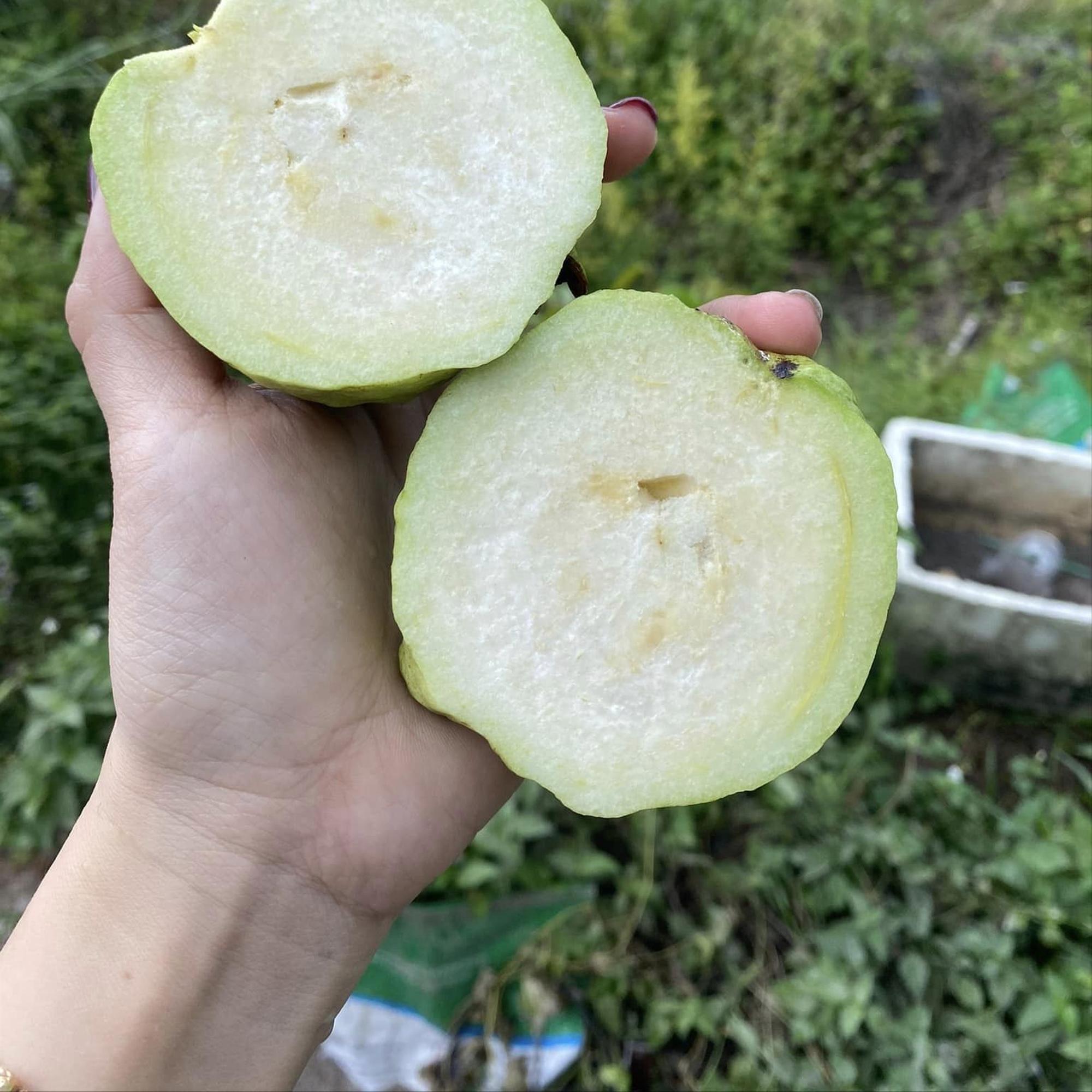 Trái Ổi nữ hoàng-duoc-ban-tai-Vi tính- Âm Thanh- Camera - Đèn NLMT Gia Phát